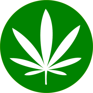 cannabis sativa