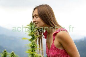 Acheter du cannabis en France