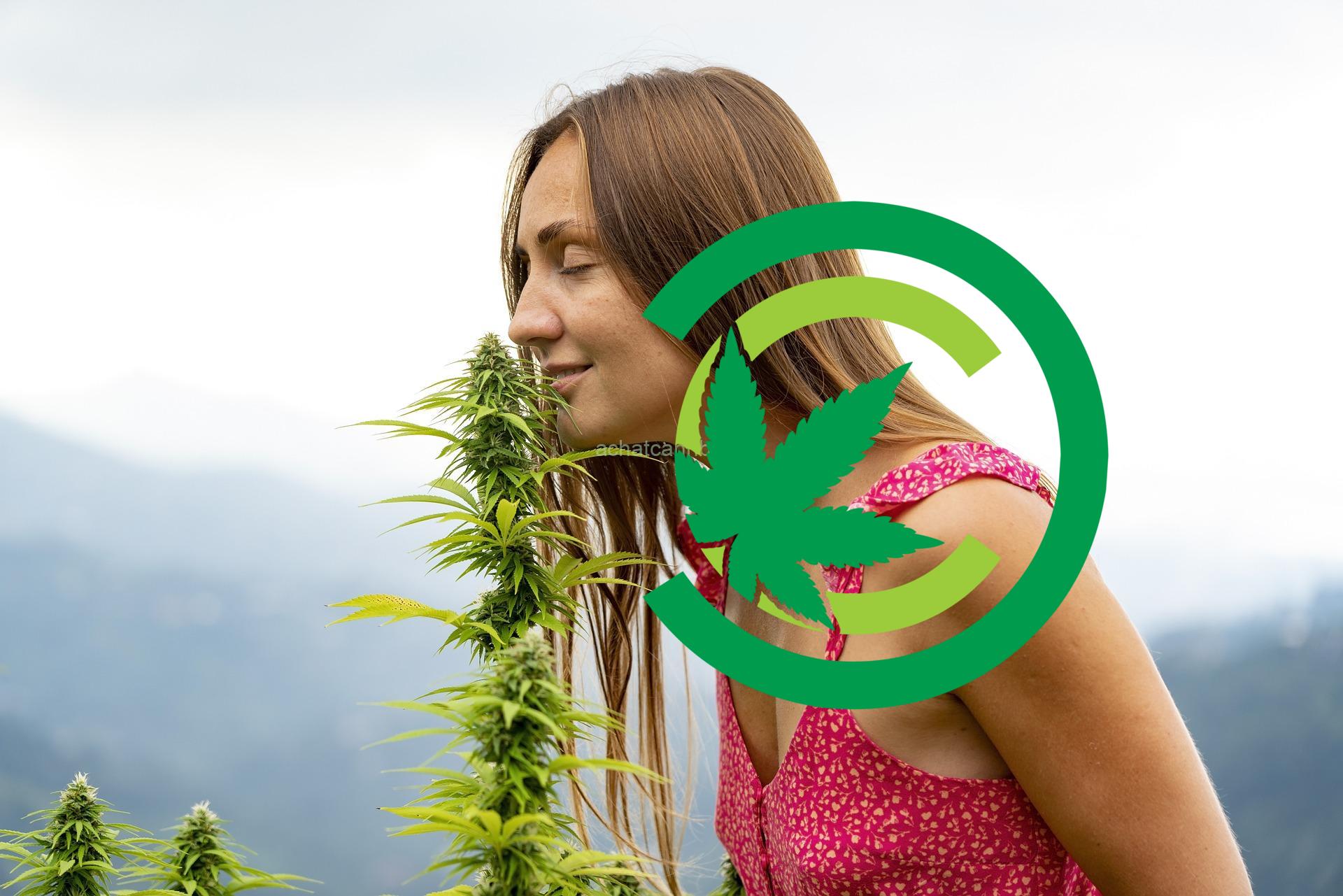 Acheter du cannabis en France